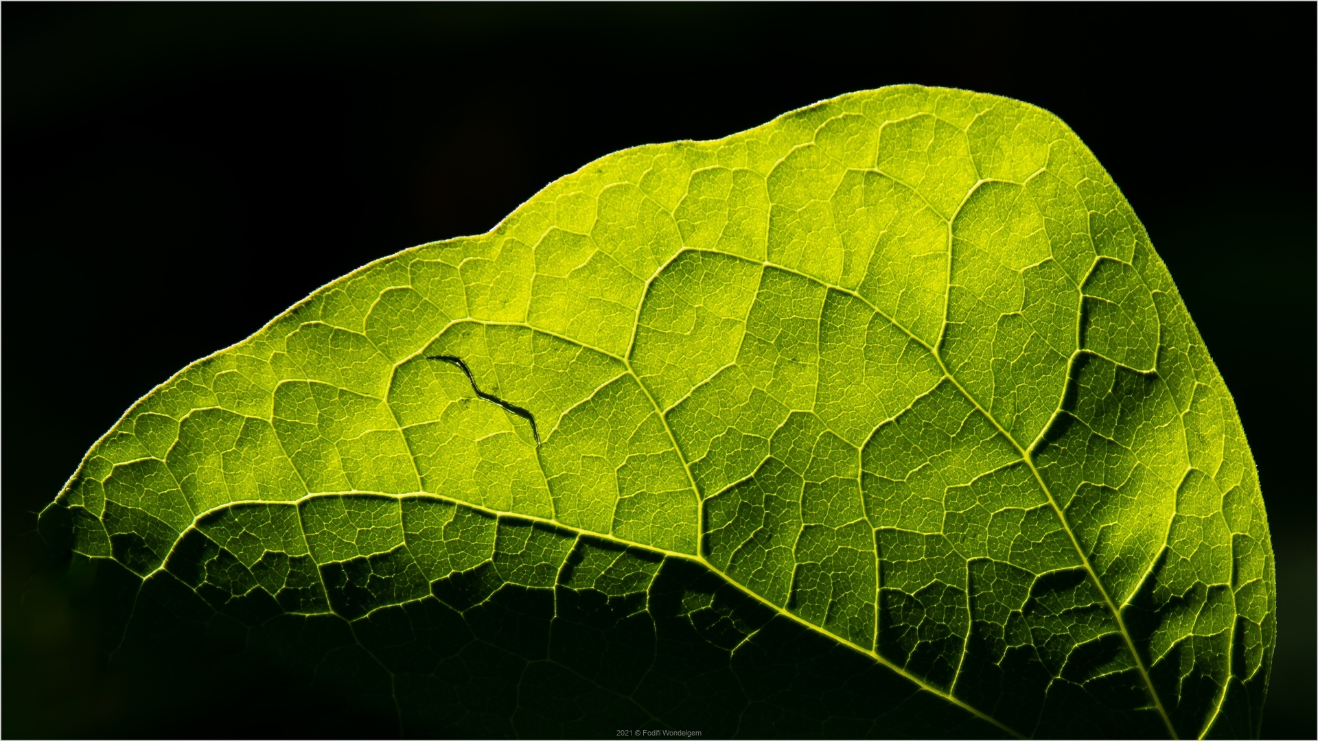 Lentegroen © Steven Warmoes