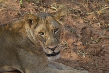 02 Queen Elisabeth NP 2 © Eric Colpaert