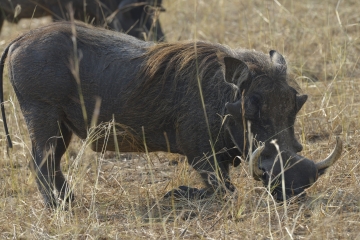 07 warthog © Eric Colpaert