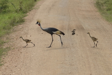 11 kroonkraanvogel met kroost © Eric Colpaert